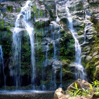 Kohala Waterfalls - Landscape