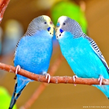 Kissing Parakeets