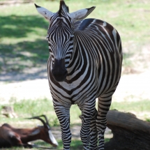 Zebra at Animal Kingdom