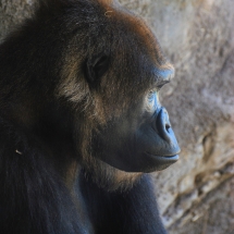 Gorilla at Animal Kingdom