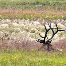 Elk in Field